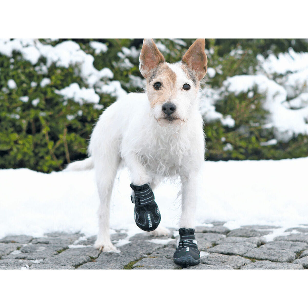 Weißer Hund trägt schwarze Walker-Active-Schuhe auf Pflaster neben Schnee