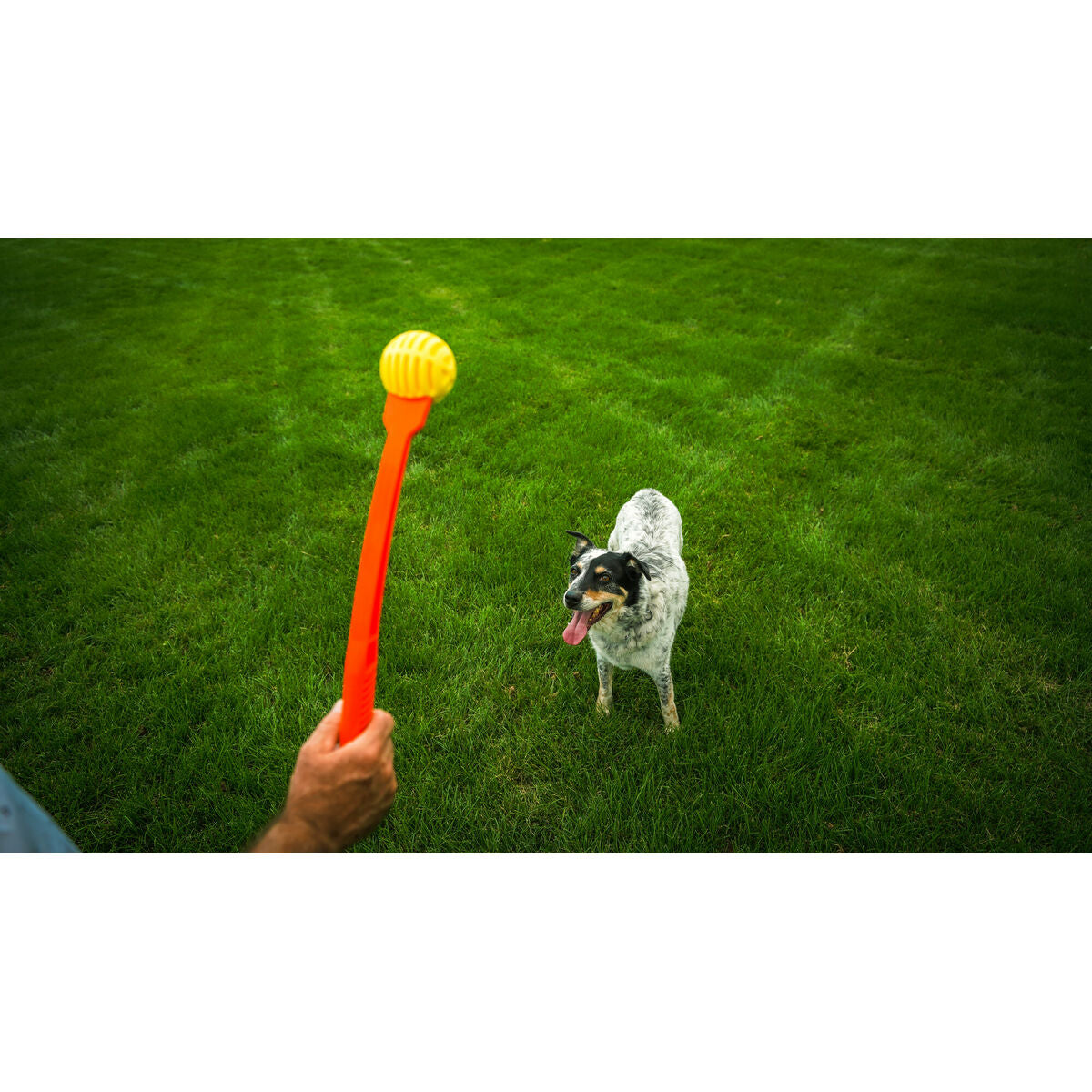 Hand hält den orangefarbenen Flingerz-Wurfstab mit gelbem Ball vor einem Hund auf einer Wiese
