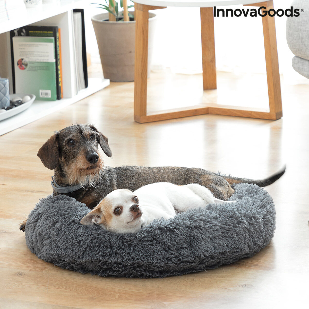 Zwei kleine Hunde liegen gemeinsam im Bepess-Haustierbett