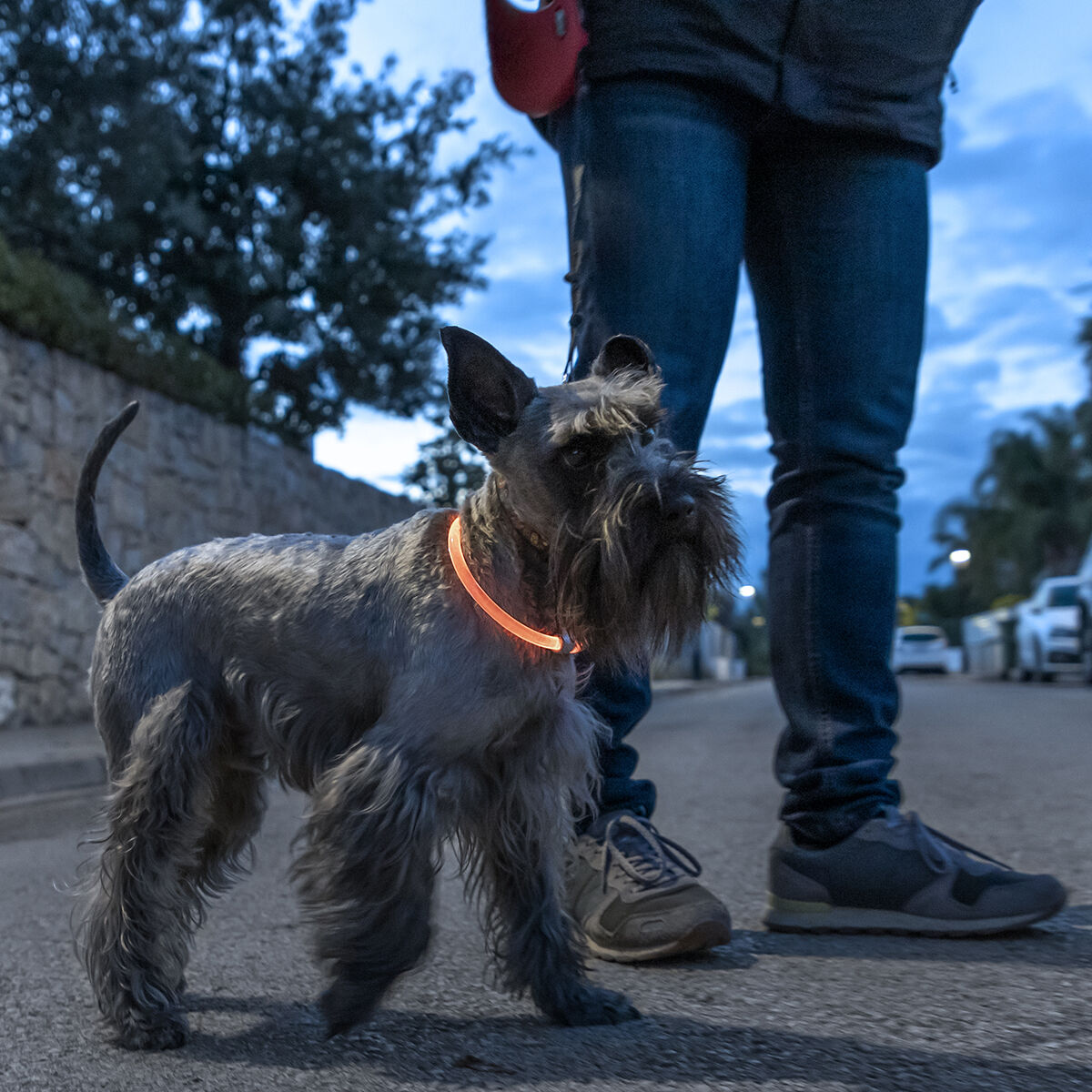 LED-Halsband für Haustiere Petlux – Ben's Pets – Produktansicht 8
