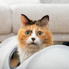 Katze schaut durch eine seitliche Öffnung des Funnyl-Tunnels