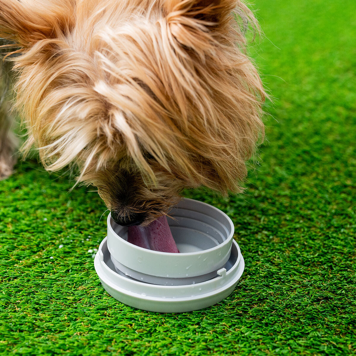 Hund trinkt aus dem abgenommenen Leashic-Wassernapf