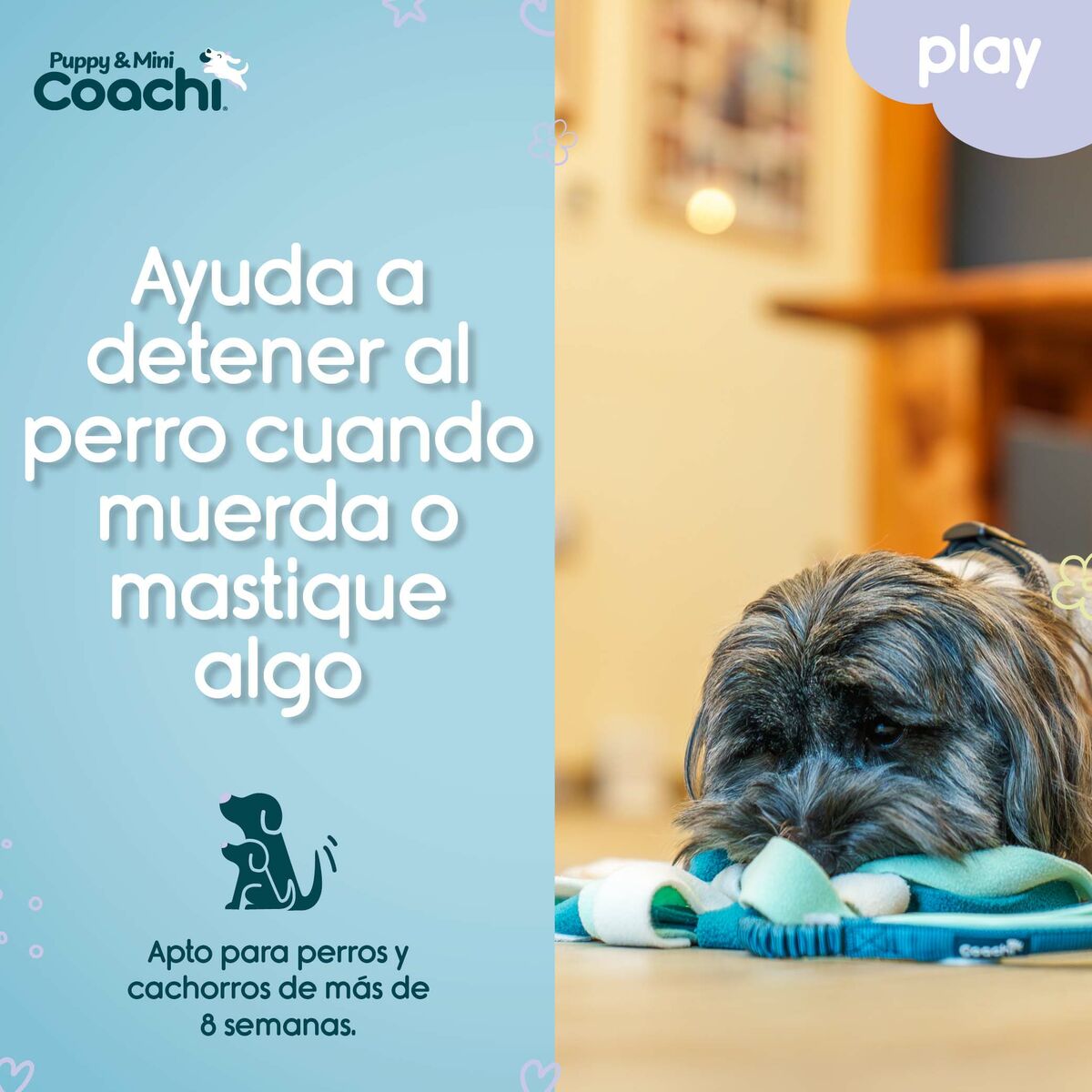 Hundespielzeug Coachi PUPPY & MINI TUGGI SPIDER grün – Ben's Pets – Produktansicht 4