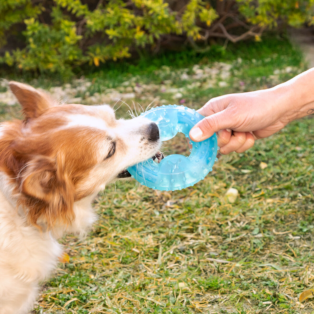 Hand bietet einem braun-weißen Hund den Glubiz-Beißring an