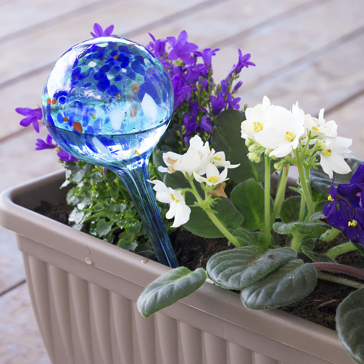 Blaue Aqua-Loon-Glaskugel in einem Blumenkasten