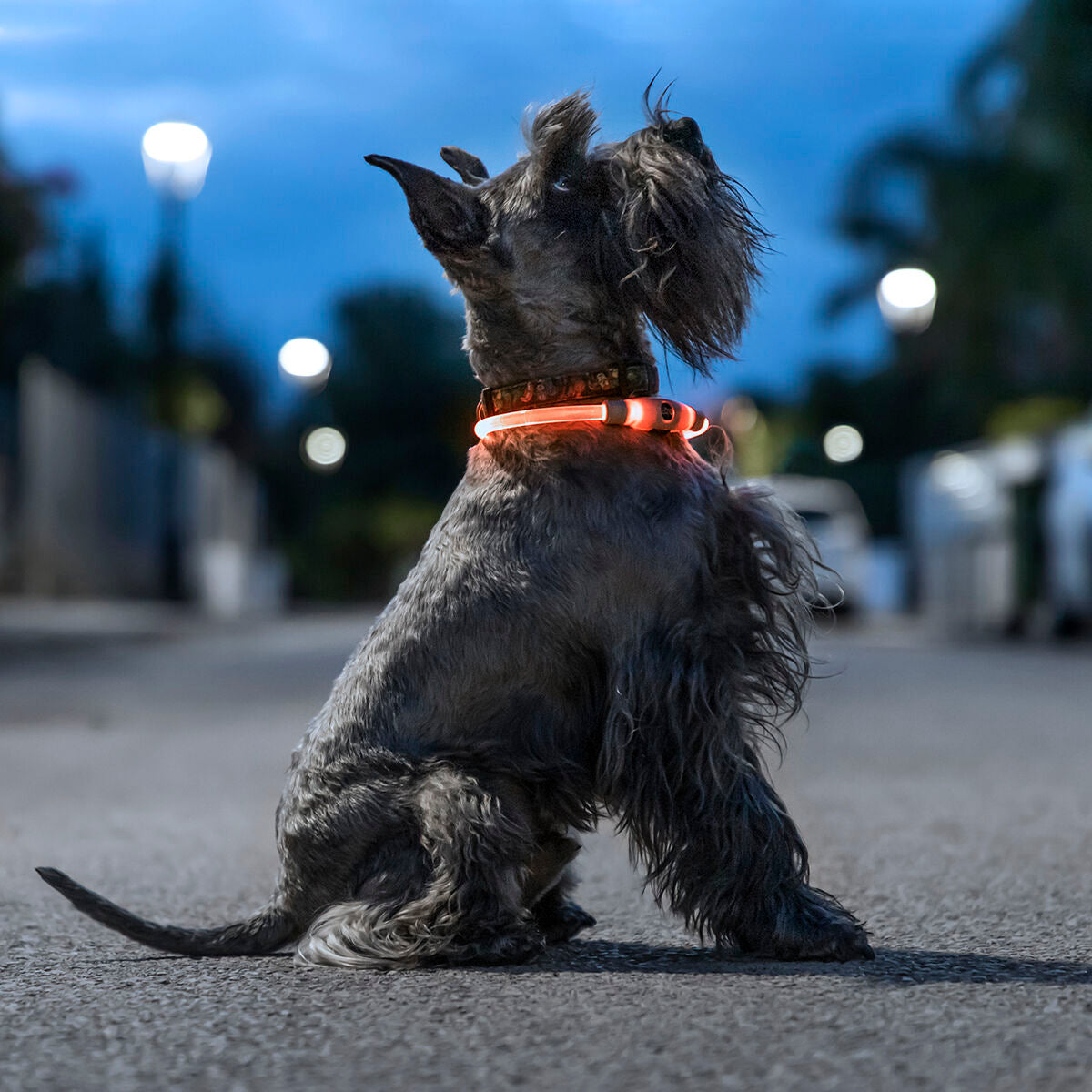 LED-Halsband für Haustiere Petlux – Ben's Pets – Produktansicht 1