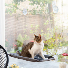Sitzende Katze auf der grauen Catlax Liege am Fenster